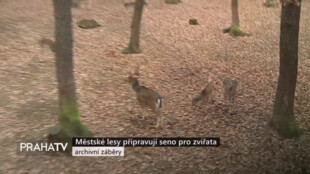 Městské lesy připravují seno pro zvířata