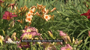 Botanická zahrada láká k letní návštěvě