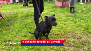 V Bohdanči závodili psi ve vodě