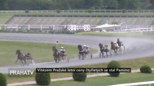 Vítězem Pražské letní ceny čtyřletých se stal Pamino