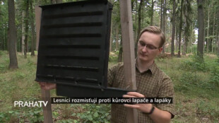 Lesníci rozmisťují proti kůrovci lapače a lapáky