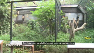 Pražské Zoo se daří chovat vzácné zoborožce