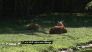 Zoo v létě zvířata ochlazuje