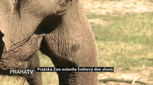 Pražská Zoo oslavila Světový den slonů