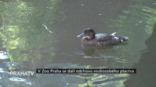 V Zoo Praha se daří odchovu vrubozobého ptactva