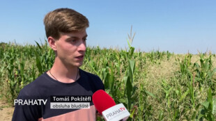 V Ďáblicích vyrostlo kukuřičné bludiště