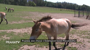 Zoo Praha chová v Dobřejově koně Převalského