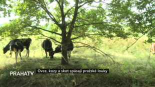 Ovce, kozy a skot spásají pražské louky