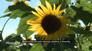 Botanická zahrada ukazuje plodiny z Ameriky