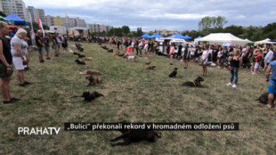 Bulíci překonali rekord v hromadném odložení psů