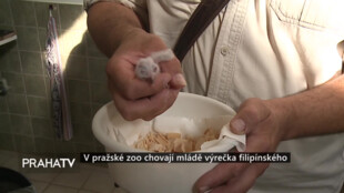 V pražské Zoo chovají mládě výrečka filipínského