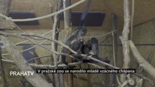 V pražské zoo se narodilo mládě vzácného chápana