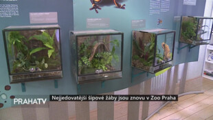 Nejjedovatější šípové žáby jsou znovu v Zoo Praha