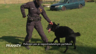 Policejní pes je nepostradatelným parťákem