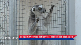 Zoopark Olovnice nabízí větší zážitek než běžná zoo