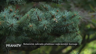 Botanická zahrada představí nejkrásnější bonsaje