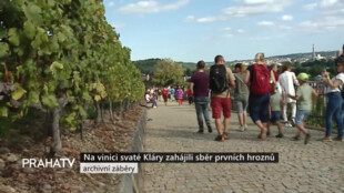 Na vinici svaté Kláry zahájili sběr prvních hroznů