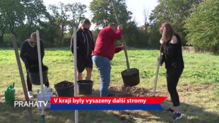 V kraji byly vysazeny další stromy