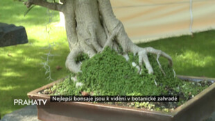 Nejlepší bonsaje jsou k vidění v botanické zahradě