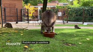 Zoo Praha je uzavřena