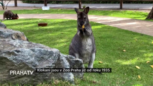 Klokani jsou v Zoo Praha již od roku 1935