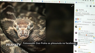 Fotosoutěž Zoo Praha se přesunula na facebook