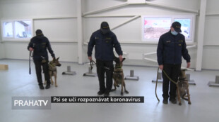Psi se učí rozpoznávat koronavirus