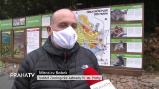 V zoologické zahradě se narodilo mládě orangutana