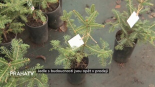 Jedle s budoucností jsou opět v prodeji