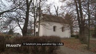V Satalicích jsou památné lípy i dub