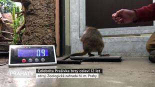 Celebrita Prašivka brzy oslaví 12 let