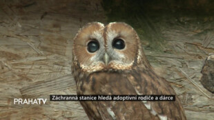 Záchranná stanice hledá adoptivní rodiče a dárce