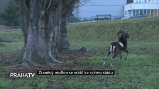 Zraněný muflon se vrátil ke svému stádu