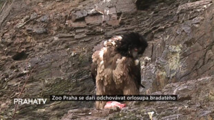 Zoo Praha se daří odchovávat orlosupa bradatého