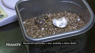 Novoroční přírůstky v zoo: andulky a želva skalní