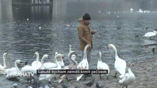 Labutě bychom neměli krmit pečivem