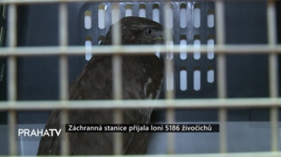 Záchranná stanice přijala loni 5 186 živočichů