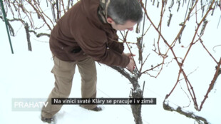 Na vinici svaté Kláry se pracuje i v zimě