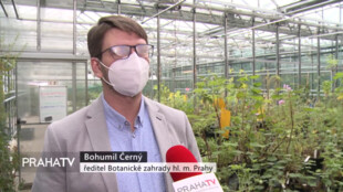 V pražské botanické zahradě vyklíčila vzácná rostlina