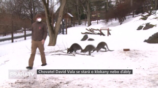 Chovatel David Vala se stará o klokany nebo ďábly