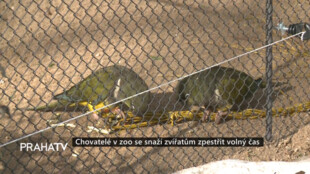 Chovatelé se snaží zvířatům v zoo zpestřit volný čas