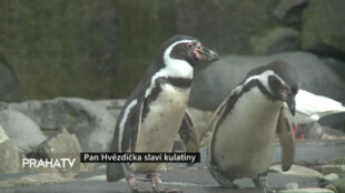 Pan Hvězdička slaví kulatiny