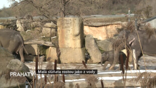 Malá slůňata rostou jako z vody