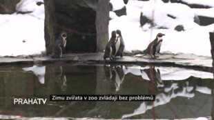 Zvířata v zoo zvládají zimu bez problémů
