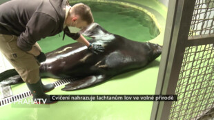 Lov ve volné přírodě nahrazuje lachtanům cvičení