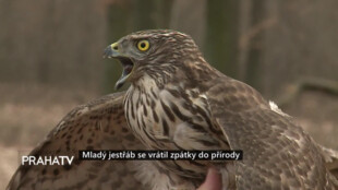 Mladý jestřáb se vrátil zpátky do přírody