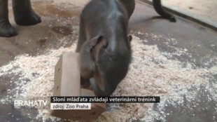 Sloní mláďata zvládají veterinární trénink