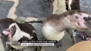 Videa ze Zoo Praha mají úspěch