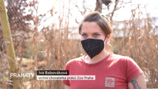 V pražské Zoo se po letech dočkali mláďat husy kuří