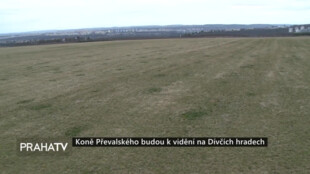 Koně Převalského budou k vidění na Dívčích hradech